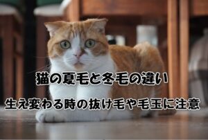 猫の夏毛と冬毛の違い！生え変わる時の抜け毛や毛玉に注意