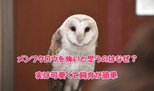 メンフクロウを怖いと思うのはなぜ？実は可愛くて飼育が簡単