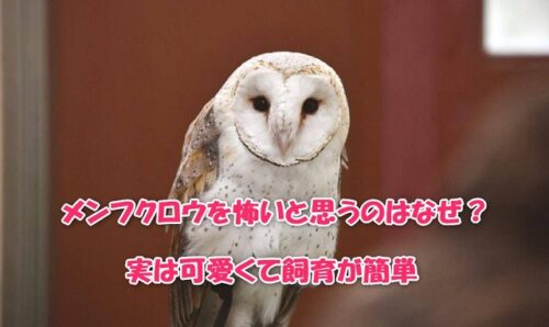 メンフクロウを怖いと思うのはなぜ？実は可愛くて飼育が簡単