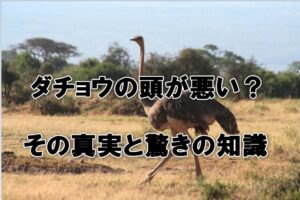 ダチョウの頭が悪い？その真実と驚きの知識