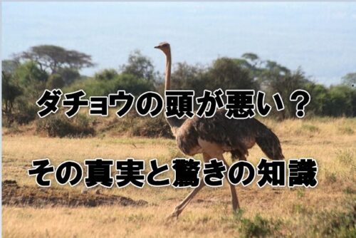 ダチョウの頭が悪い？その真実と驚きの知識