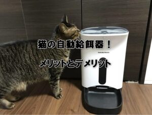 猫の自動給餌器！メリットとデメリット