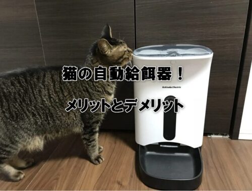 猫の自動給餌器！メリットとデメリット