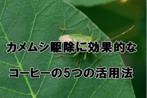カメムシ駆除に効果的なコーヒーの5つの活用法