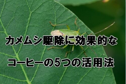 カメムシ駆除に効果的なコーヒーの5つの活用法